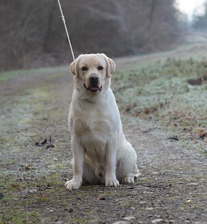 Canisa Clear Passion din Timisoara, vindem pui Labrador Retriever de calitate - imagine 4