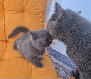 British shorthair Blue 