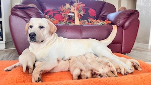 Canisa Clear Passion din Timisoara, vindem pui Labrador Retriever de calitate - imagine 5