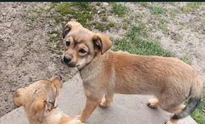 Urgent Donez cățelușe! - imagine 3