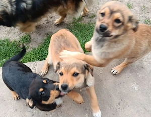 Urgent Donez cățelușe! - imagine 2
