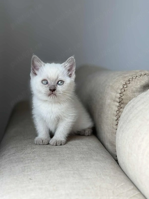 Ragdoll cu ochisori albaștri 