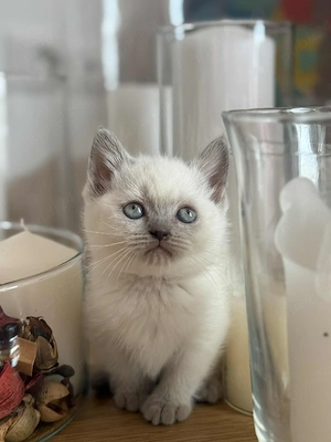 Ragdoll cu ochisori albaștri  - imagine 4