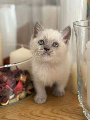 Ragdoll cu ochisori albaștri  - imagine 3