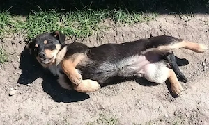Urgent Donez cățelușe!