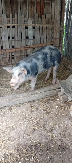 Purcea de vînzare in Bălcești, Gorj 