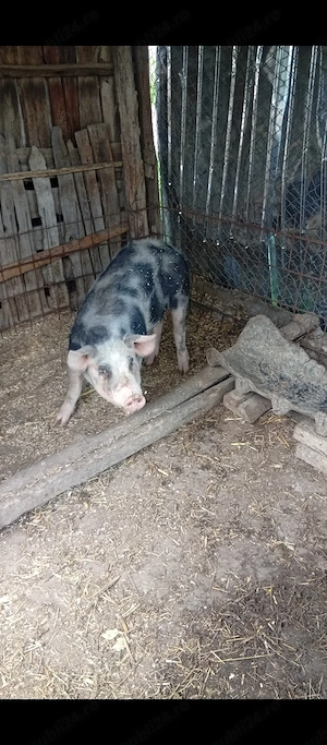 Purcea de vînzare in Bălcești, Gorj  - imagine 2