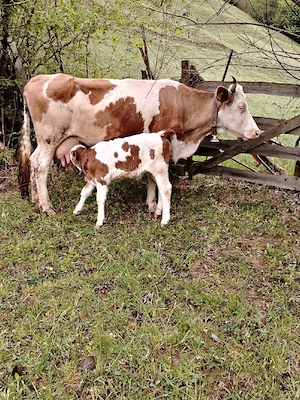 vaca cu vitel