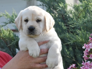 pui Labrador Retriever de calitate - canisa Clear Passion Timisoara - putem asigura transportul
