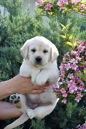 pui Labrador Retriever de calitate - canisa Clear Passion Timisoara - putem asigura transportul - imagine 4