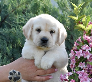 pui Labrador Retriever de calitate - canisa Clear Passion Timisoara - putem asigura transportul - imagine 3