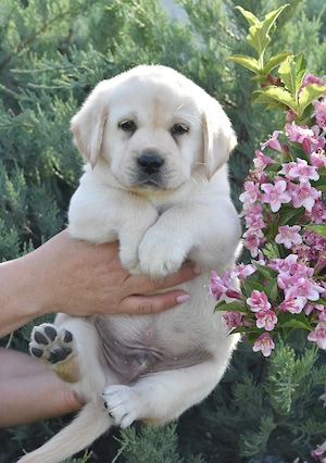 pui Labrador Retriever de calitate - canisa Clear Passion Timisoara - putem asigura transportul - imagine 5