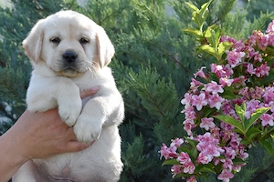 pui Labrador Retriever de calitate - canisa Clear Passion Timisoara - putem asigura transportul - imagine 2