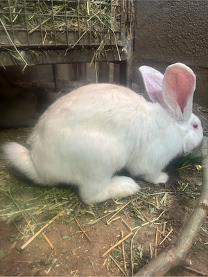 Iepuri mici si mari