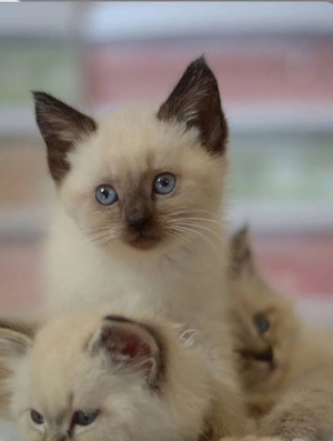 Ragdoll fetita si baietel  - imagine 2