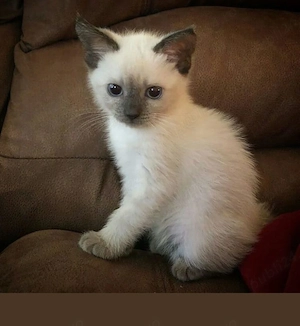 Ragdoll fetita si baietel  - imagine 3