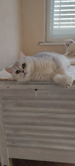 British shorthair silver  - imagine 4