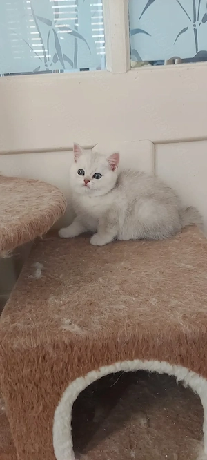 British shorthair silver  - imagine 2
