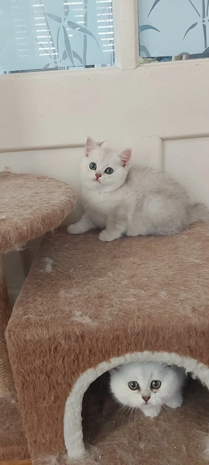 British shorthair silver  - imagine 3