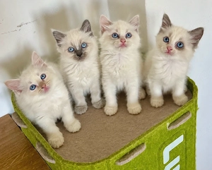 Disponibili puiuți Ragdoll 