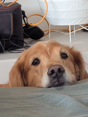 Golden retriever Free - imagine 4