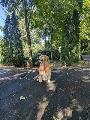Golden retriever Free - imagine 3