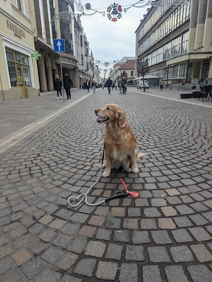 Golden retriever Free