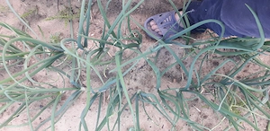 Vând ceapă verde en gros 