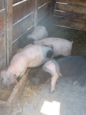 Porci de vânzare 
