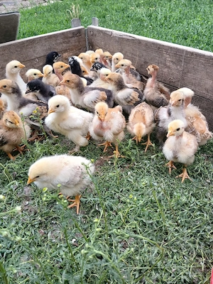 Vind puii găină de casă  - imagine 4