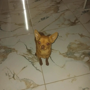 chihuahua băiat foarte cuminte