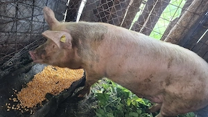 Vând 2 porci în viu   crescuți în gospodărie, hrăniți natural