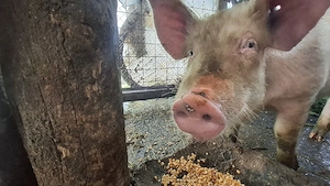 Vând 2 porci în viu   crescuți în gospodărie, hrăniți natural