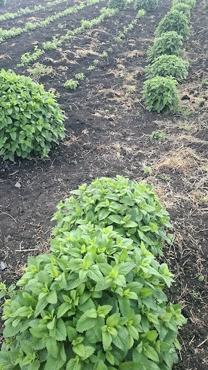 Vand roinița verde sau uscata
