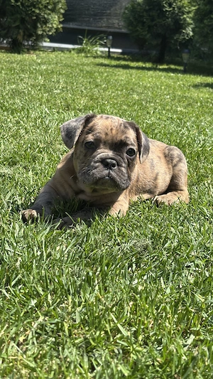 Bulldog Francez Choco Merle  - imagine 3