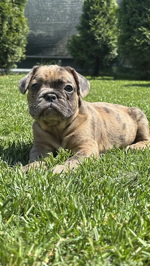 Bulldog Francez Choco Merle  - imagine 4
