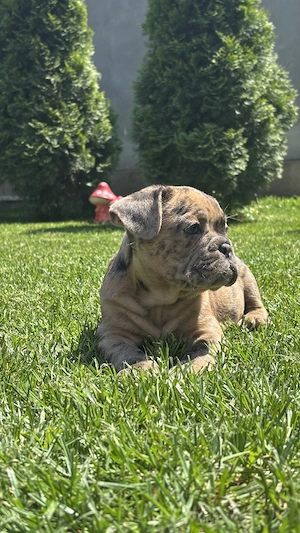 Bulldog Francez Choco Merle  - imagine 2