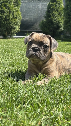 Bulldog Francez Choco Merle  - imagine 5