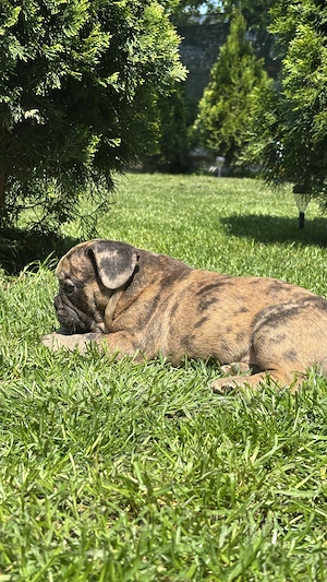 Bulldog Francez Choco Merle 