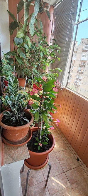 Apartament 3 camere confort 1 Tineretului - imagine 11