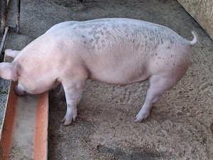 Porc castrat rasa de carne