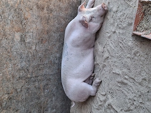 Scroafa duroc si porc castrat - imagine 5