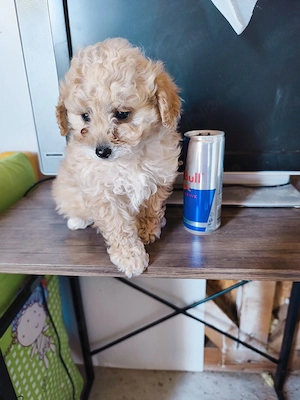 maltipoo băiețel cauta un camin iubitor