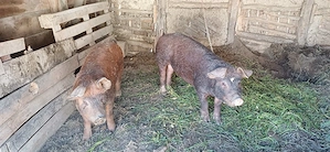 De vânzare porci rasa Duroc   femelă + mascul - imagine 3