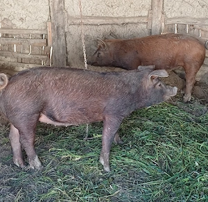 De vânzare porci rasa Duroc   femelă + mascul