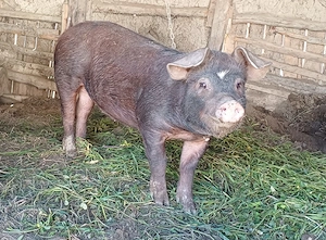 De vânzare porci rasa Duroc   femelă + mascul - imagine 2