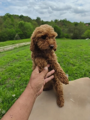 pudel cu pedigree disponibil imediat 