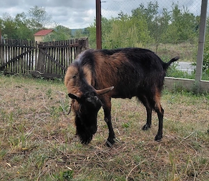 Vând țap și iezi 