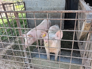 Vând porci de 30 de kg. - imagine 2