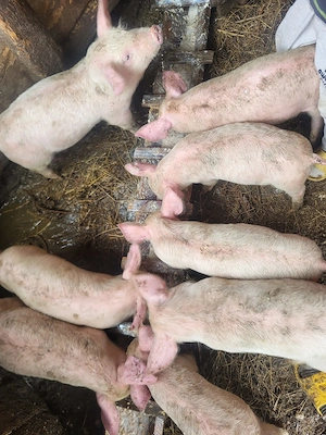 Vând purcei landrace 